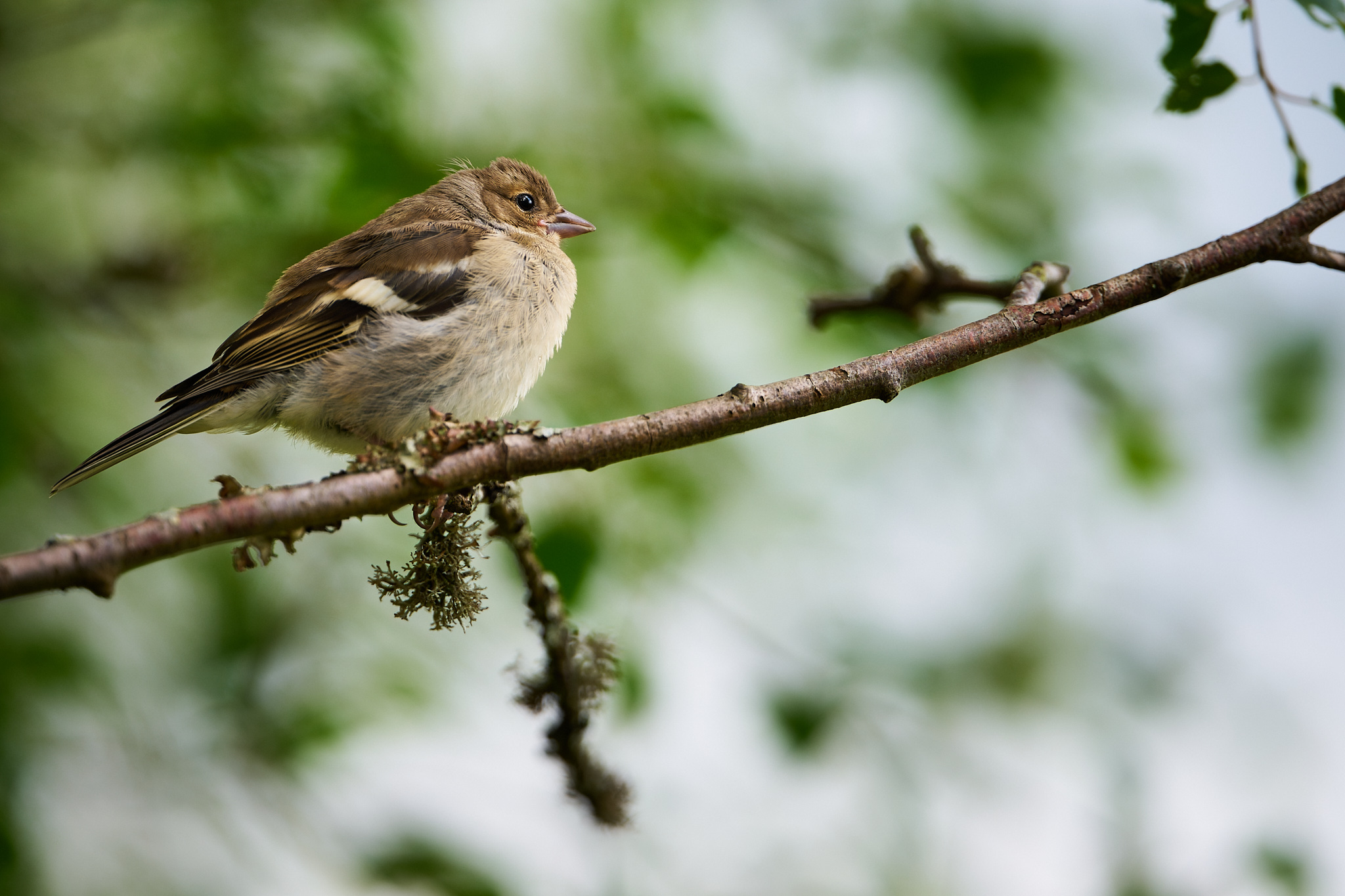 Juvenile Chaffinch portrait